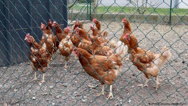 Как куры борются с мусором во Франции (видео)