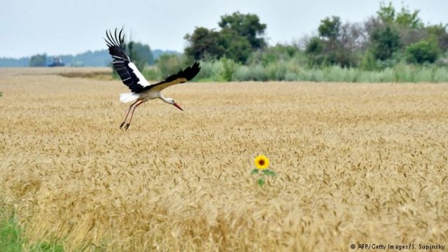Мораторий на продажу земли: за и против (видео)