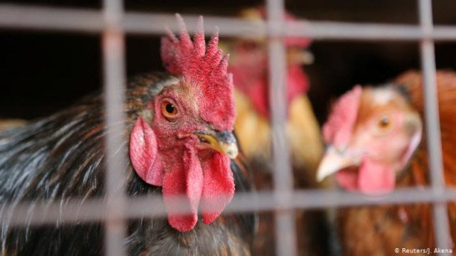 Киев: ЕС частично отменил запрет на импорт мяса птицы из Украины