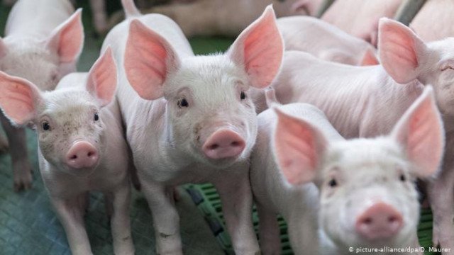 Африканскую лихорадку обнаружили в Германии