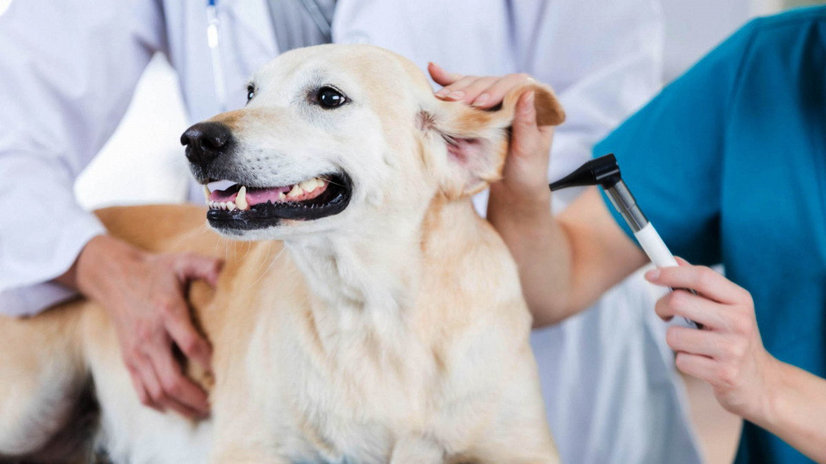 Услуги ветеринарной клиники